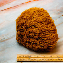 Load image into Gallery viewer, Natural Sea Sponge Measurement sea wool
