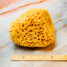 Load image into Gallery viewer, Natural Sea Sponge Measurement Honeycomb Raw Large 
