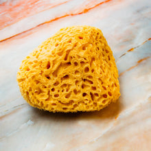 Load image into Gallery viewer, Natural Sea Sponge close Honeycomb Raw Large 
