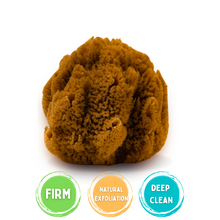 Load image into Gallery viewer, Sea Sponge Fina 
