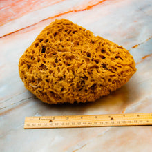 Load image into Gallery viewer, Natural Sea Sponge Measurement Honeycomb Raw Large 
