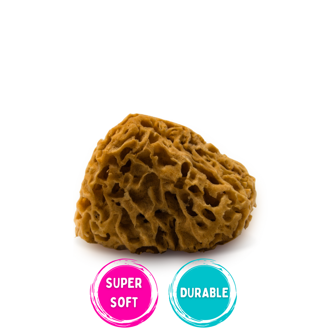 natural sea sponge