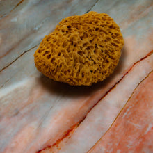 Load image into Gallery viewer, Natural Sea Sponge Far Honeycomb Raw Large 
