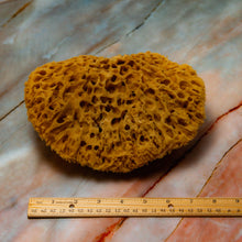 Load image into Gallery viewer, Natural Sea Sponge Measurement Honeycomb Raw Large 
