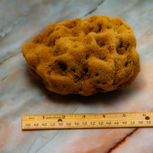 Load image into Gallery viewer, Natural Sea Sponge Greek Fina Raw Medium Size measurements
