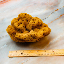 Load image into Gallery viewer, Natural Sea Sponge Greek Fina Raw Medium Size measurements
