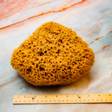 Load image into Gallery viewer, Natural Sea Sponge Measurement Honeycomb Raw Large 
