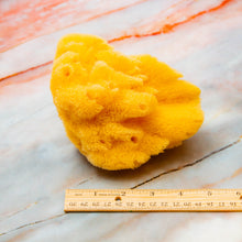 Load image into Gallery viewer, Natural Sea Sponge Greek Fina Processed Medium Size measurements
