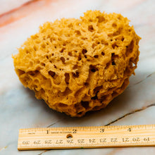 Load image into Gallery viewer, Natural Sea Sponge Measurement Honeycomb Raw 
