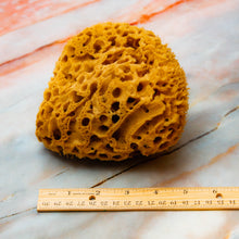 Load image into Gallery viewer, Natural Sea Sponge Measurement Honeycomb Raw Large 
