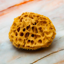 Load image into Gallery viewer, Natural Sea Sponge close Honeycomb Raw 
