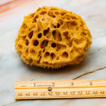 Load image into Gallery viewer, Natural Sea Sponge Measurement Honeycomb Raw 
