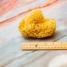 Load image into Gallery viewer, Natural Sea Sponge Measurement Honeycomb Raw
