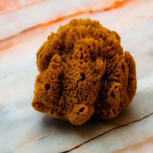 Load image into Gallery viewer, Natural Sea Sponge Greek Fina Raw Medium Size Top
