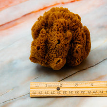 Load image into Gallery viewer, Natural Sea Sponge Greek Fina Raw Medium Size measurements
