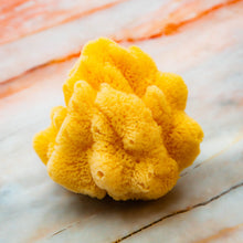 Load image into Gallery viewer, Natural Sea Sponge Greek Fina Processed Medium Size Close
