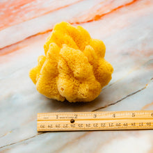 Load image into Gallery viewer, Natural Sea Sponge Greek Fina Processed Medium Size measurements
