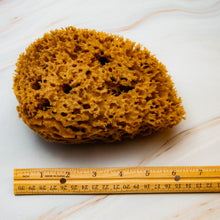 Load image into Gallery viewer, Natural Sea Sponge Measurement Honeycomb Raw 
