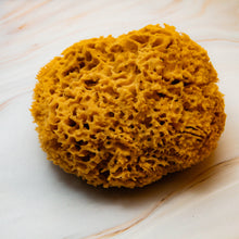 Load image into Gallery viewer, Natural Sea Sponge close Honeycomb Raw 
