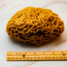 Load image into Gallery viewer, Natural Sea Sponge SIDE Honeycomb Raw 
