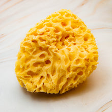 Load image into Gallery viewer, Sea Sponge Large Honeycomb 5 Inches
