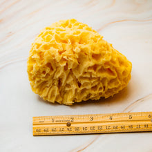 Load image into Gallery viewer, Sea Sponge Large Honeycomb 5 Inches
