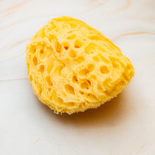 Load image into Gallery viewer, Natural Sea Sponge close Honeycomb
