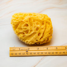 Load image into Gallery viewer, Natural Sea Sponge Measurement Honeycomb
