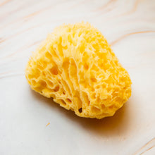 Load image into Gallery viewer, Natural Sea Sponge close Honeycomb
