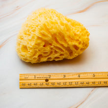 Load image into Gallery viewer, Natural Sea Sponge Measurement Honeycomb Raw
