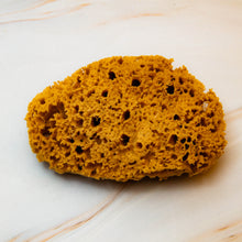 Load image into Gallery viewer, Natural Sea Sponge close Honeycomb Raw 
