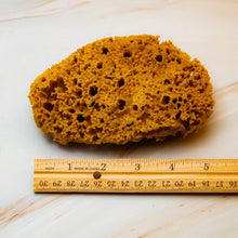 Load image into Gallery viewer, Natural Sea Sponge Measurement Honeycomb Raw 
