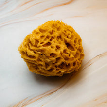 Load image into Gallery viewer, Natural Sea Sponge SIDE Honeycomb Raw 
