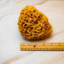 Load image into Gallery viewer, Natural Sea Sponge Measurement Honeycomb Raw 
