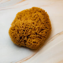 Load image into Gallery viewer, Natural Sea Sponge SIDE Honeycomb Raw 
