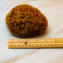 Load image into Gallery viewer, Natural Sea Sponge Measurement Honeycomb
