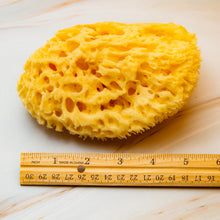 Load image into Gallery viewer, Natural Sea Sponge Measurement Honeycomb
