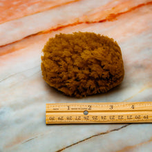 Load image into Gallery viewer, Natural Sea Sponge Measurement sea wool
