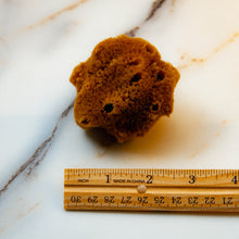 Load image into Gallery viewer, Natural Sea Sponge Measurement 
