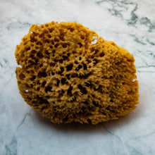 Load image into Gallery viewer, Natural Sea Sponge close 
