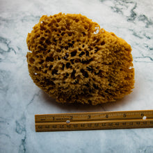 Load image into Gallery viewer, Natural Sea Sponge Measurement Honeycomb
