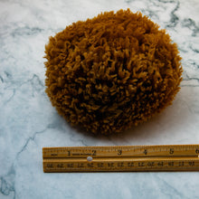 Load image into Gallery viewer, Natural Sea Sponge Measurement sea wool
