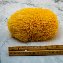 Load image into Gallery viewer, Natural Sea Sponge Measurement sea wool
