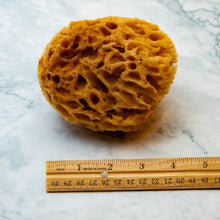 Load image into Gallery viewer, Natural Sea Sponge Measurement Honeycomb Raw 
